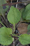 Broadleaf plantain